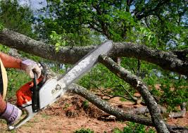 How Our Tree Care Process Works  in  University Gardens, NY